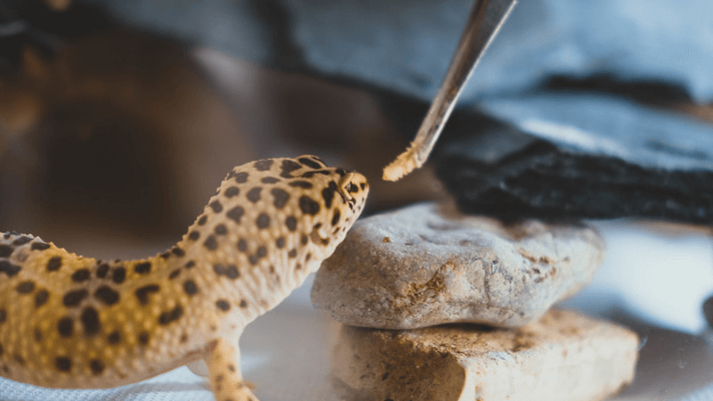 How Often Should I Feed My Leopard Gecko? | Lizard Advisor