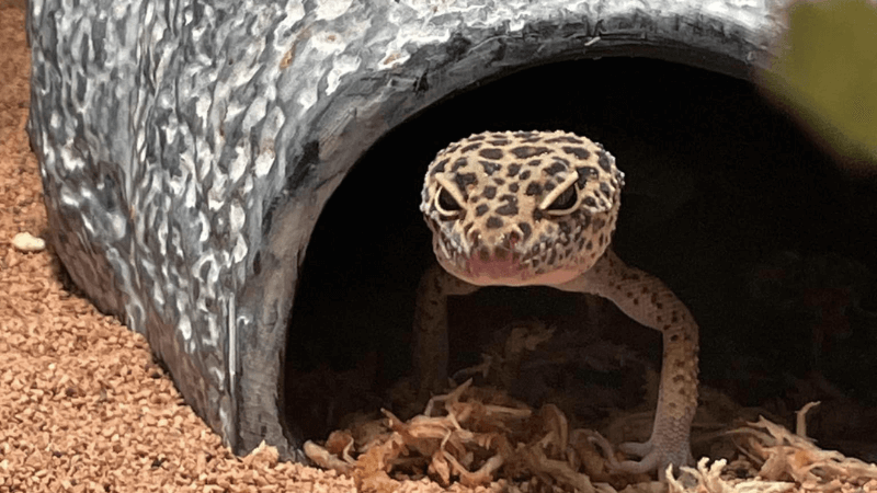 7 Leopard Gecko Stress Signs & Common Causes